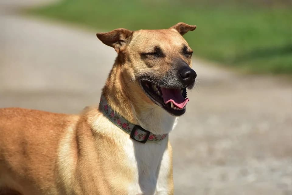 Tara, Mixed Breed (ÚVP Košice)