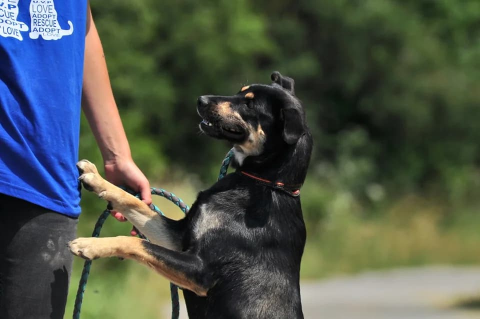 Taša, female Mixed Breed for adoption at ÚVP Košice
