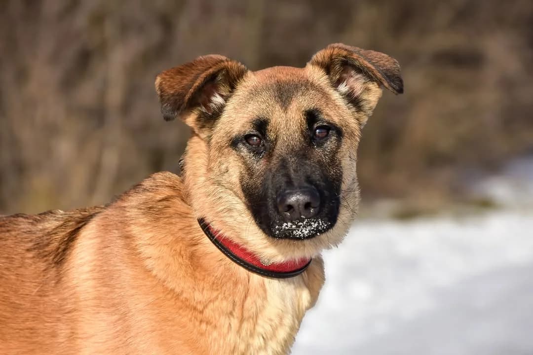 Tasso, Mixed Breed (ÚVP Košice)