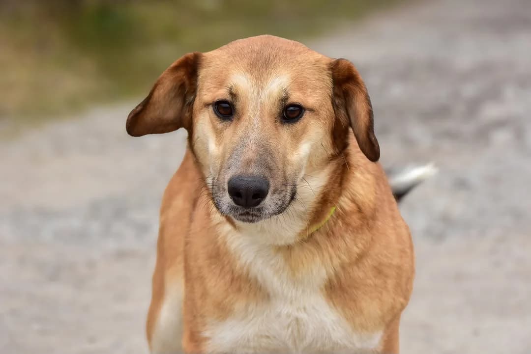Tessa Rezervovaná, female Mixed Breed for adoption at ÚVP Košice