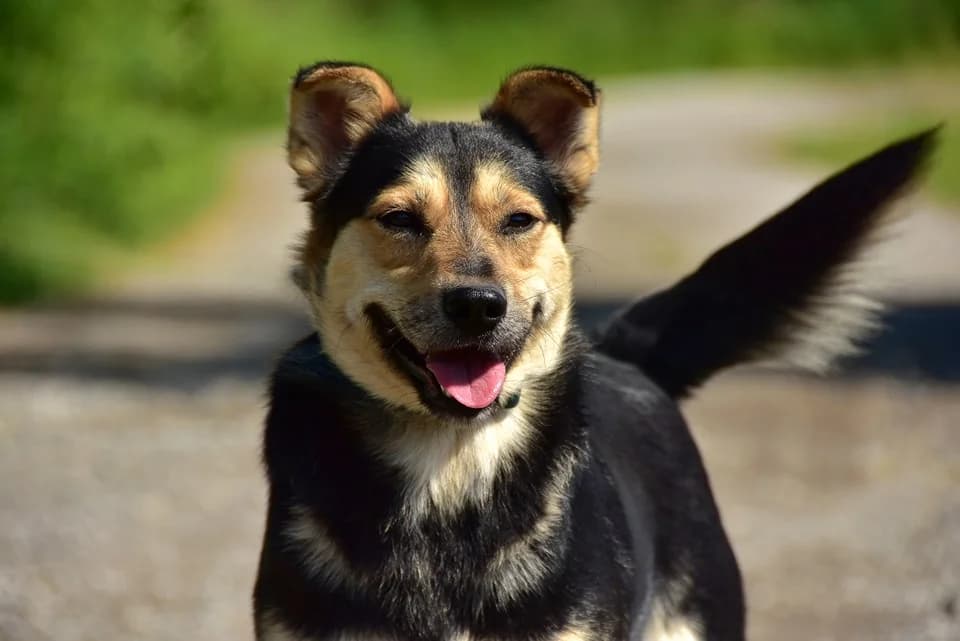 Theodor, Mixed Breed (ÚVP Košice)