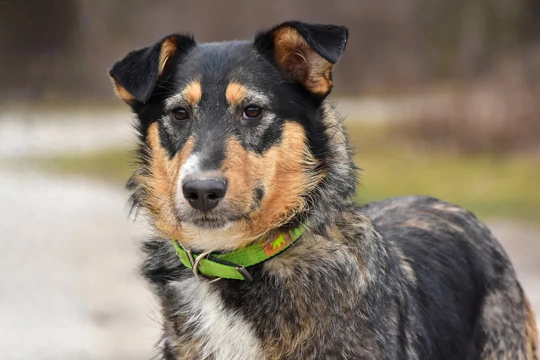 Timon, Mixed Breed (ÚVP Košice)