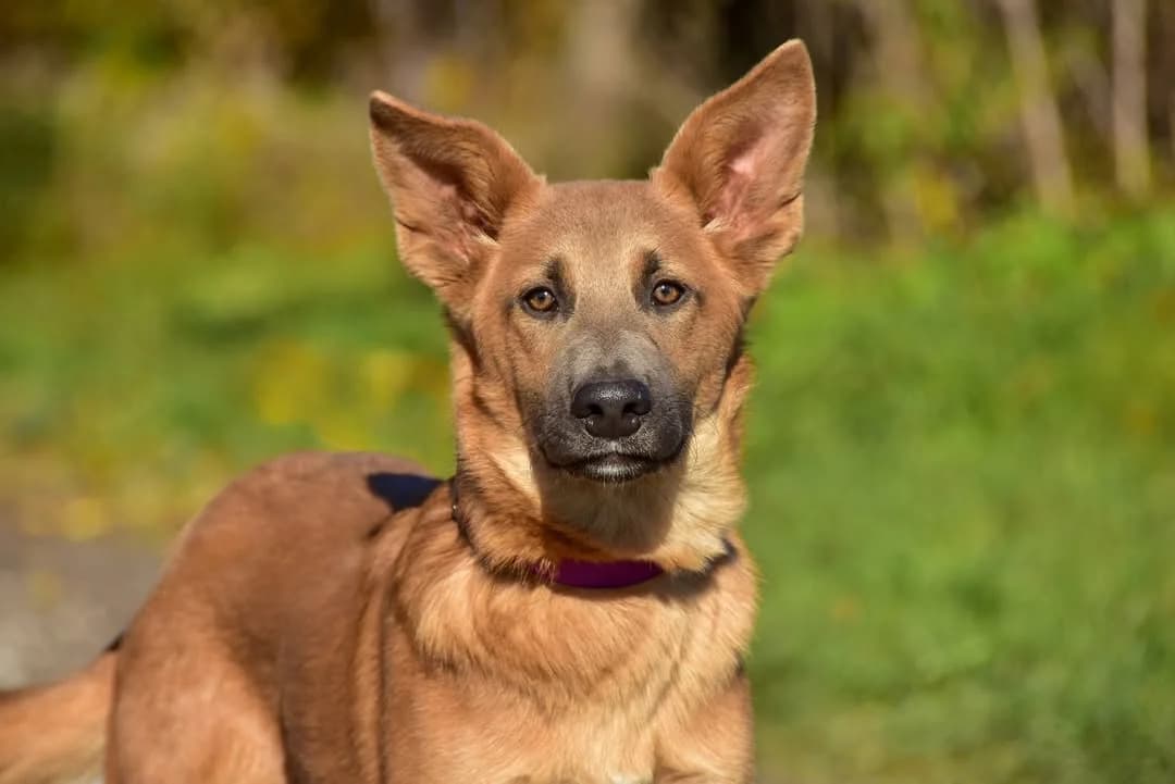 Tom, Mixed Breed (ÚVP Košice)
