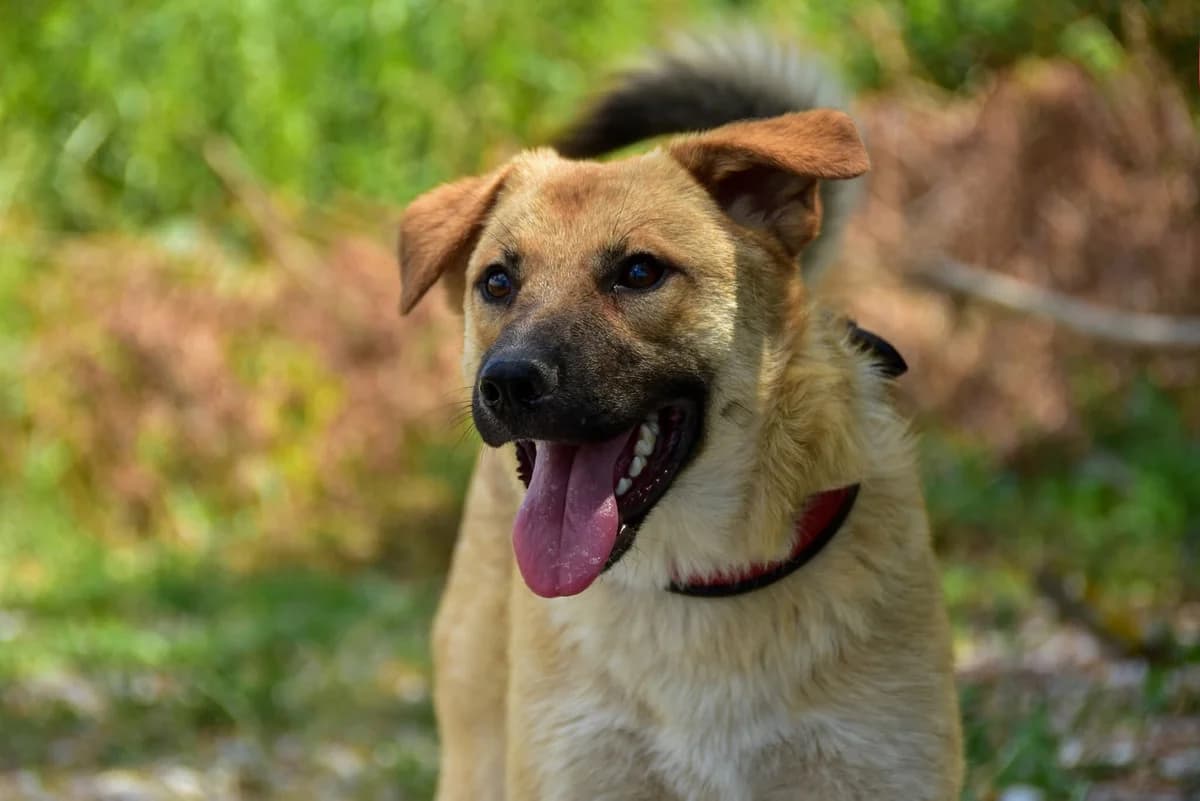 Tramp, Mixed Breed (ÚVP Košice)