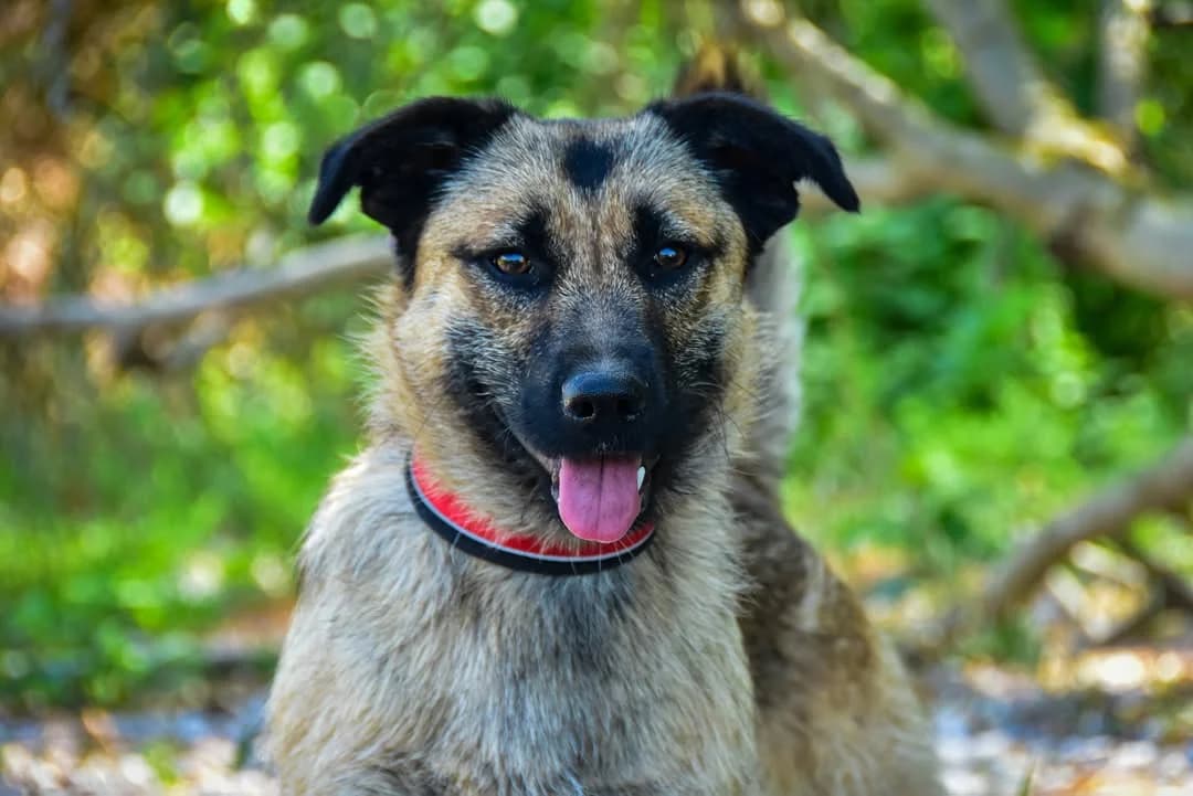 Tyson, Mixed Breed (ÚVP Košice)
