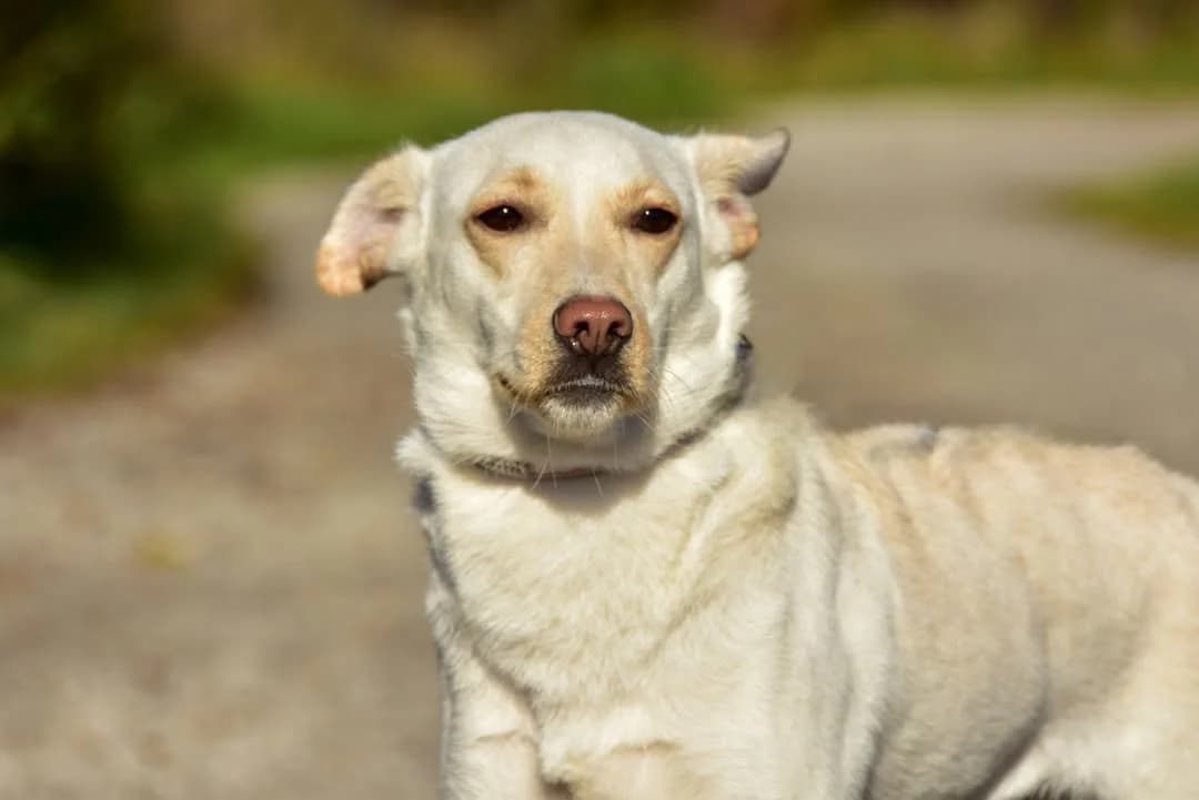 Vlasta, Mixed Breed (ÚVP Košice)