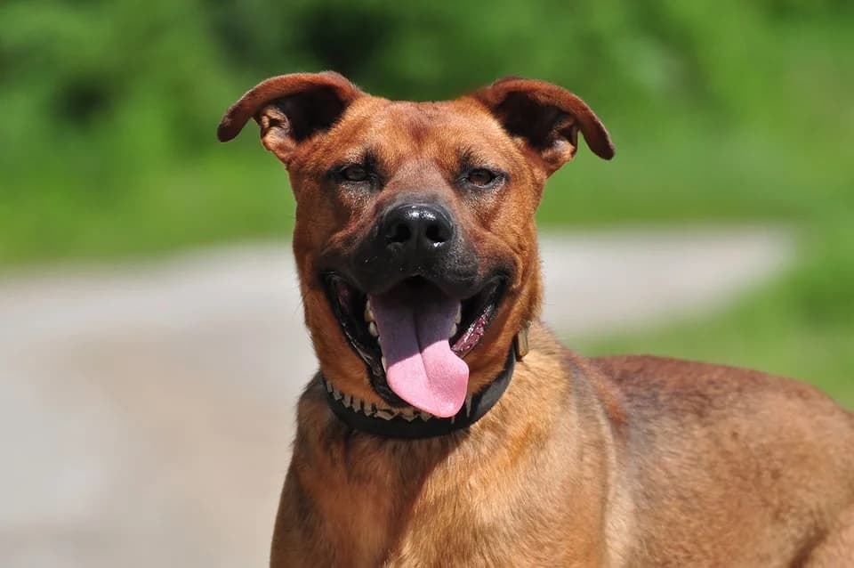 Waldy, male Mixed Breed for adoption at ÚVP Košice
