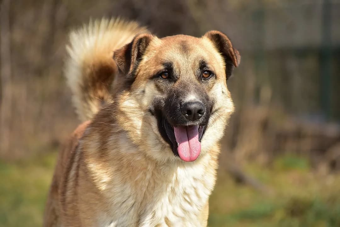 Willy, Mixed Breed (ÚVP Košice)