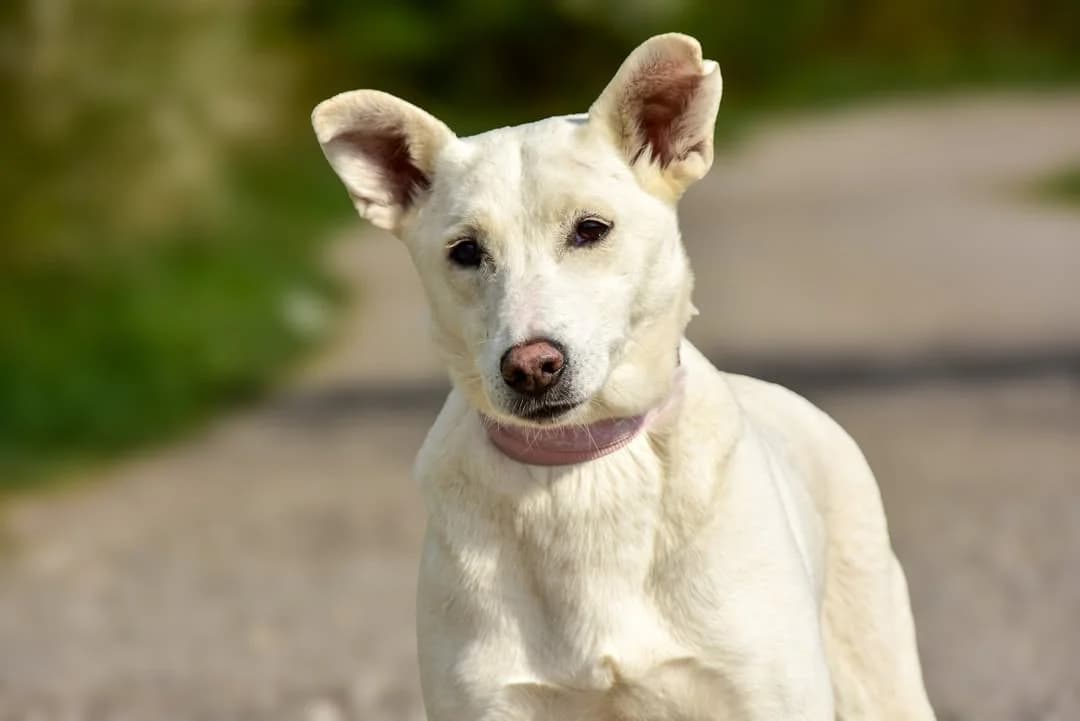 Wilma, Mixed Breed (ÚVP Košice)
