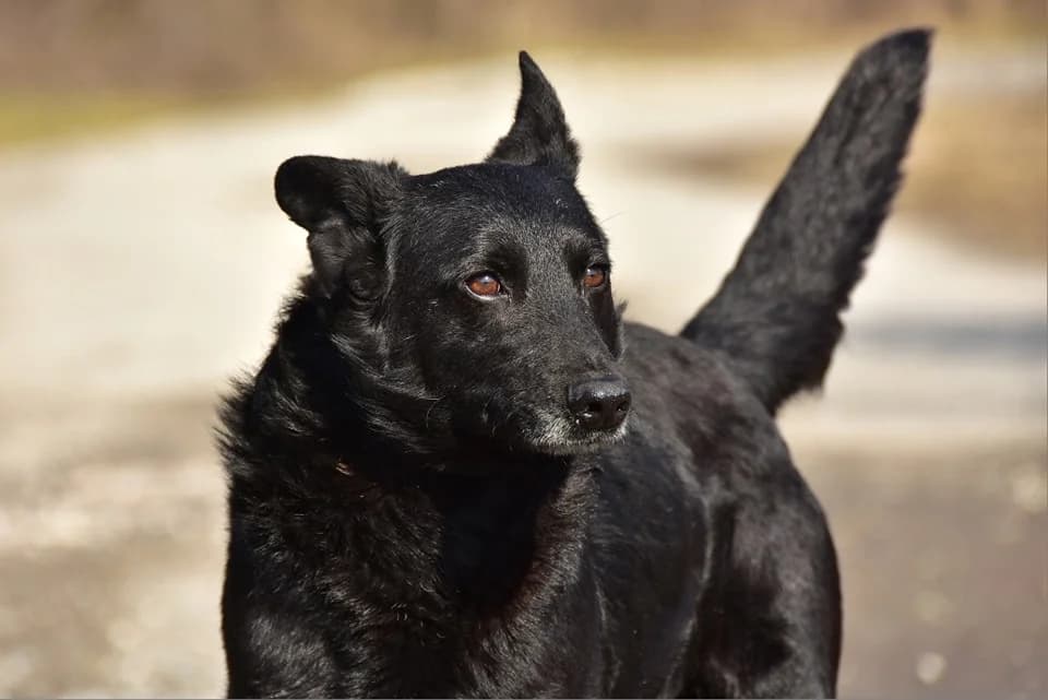 Winnie, Mixed Breed (ÚVP Košice)