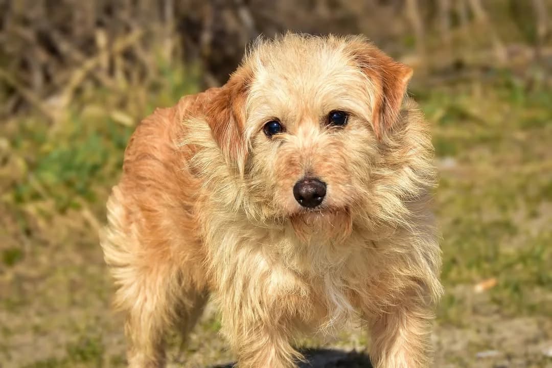 Woody, Mixed Breed (ÚVP Košice)