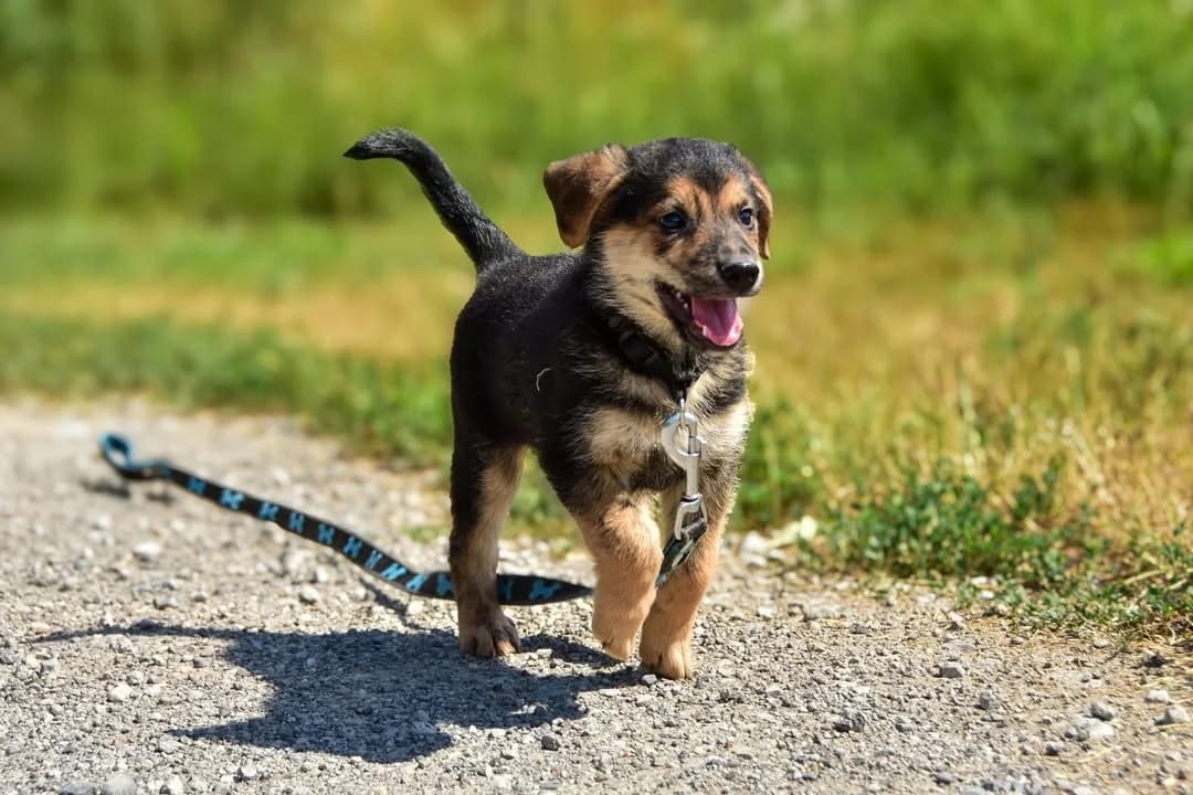 Zachary, male puppy Mixed Breed for adoption at ÚVP Košice
