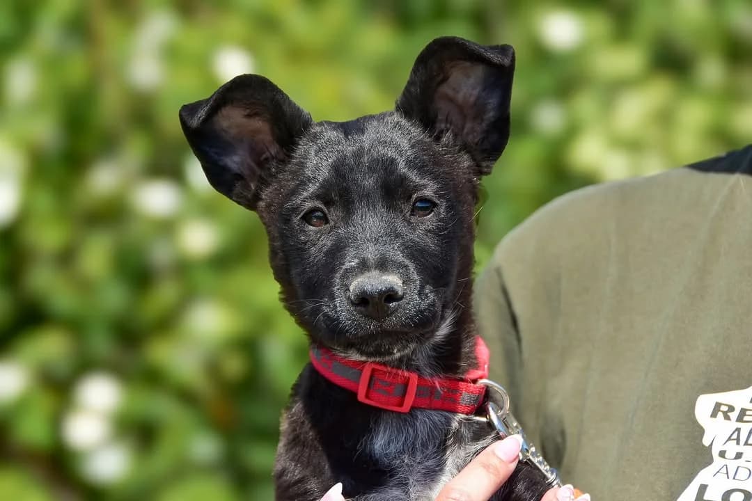 Zara, Mixed Breed (ÚVP Košice)