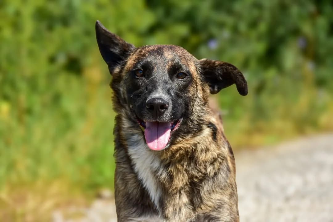 Zendaya, female Mixed Breed for adoption at ÚVP Košice