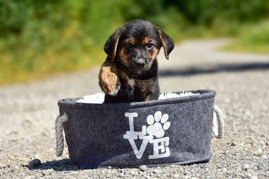Zina, female puppy Mixed Breed for adoption at ÚVP Košice