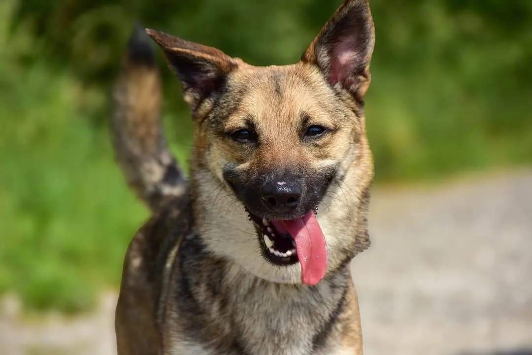 Zoe, female Mixed Breed for adoption at ÚVP Košice