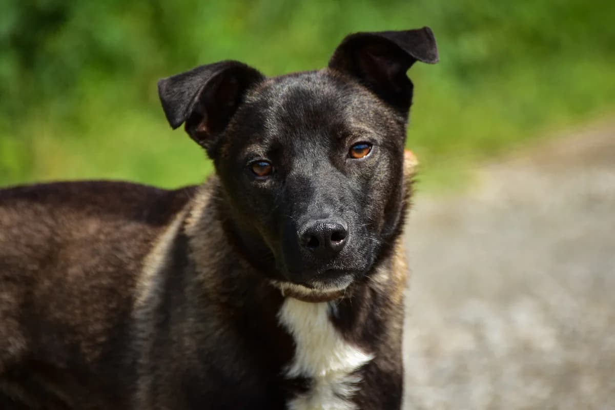 Zorro, Mixed Breed (ÚVP Košice)