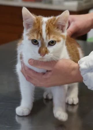 Akihito, male Mixed Breed for adoption at OZ Veselá labka, 947 03 Hurbanovo