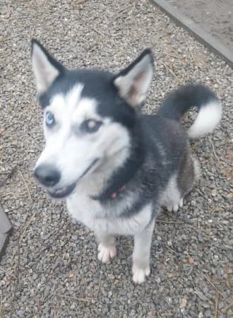 Akira, female 3yo Husky for adoption at OZ Veselá labka, Hurbanovo