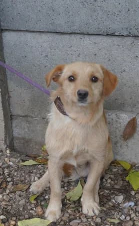 Armin(male), male Mixed Breed for adoption at OZ Veselá labka, 947 03 Hurbanovo