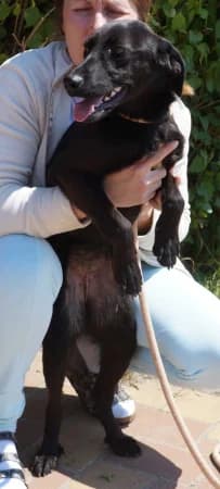Betty, female young Mixed Breed for adoption at OZ Veselá labka, Hurbanovo