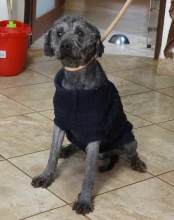 Bono, male Mixed Breed for adoption at OZ Veselá labka, 947 03 Hurbanovo