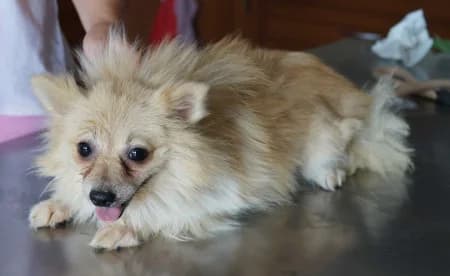 Carla, female young Mixed Breed for adoption at OZ Veselá labka, Hurbanovo