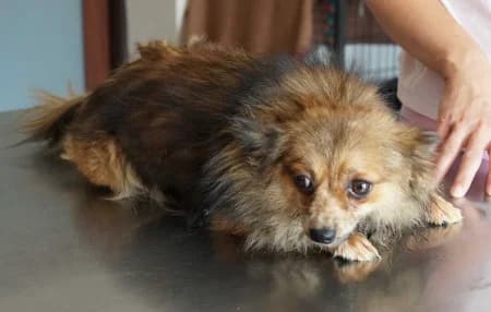 Carol, female young Mixed Breed for adoption at OZ Veselá labka, Hurbanovo