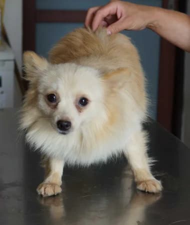 Cassia, female young Mixed Breed for adoption at OZ Veselá labka, Hurbanovo