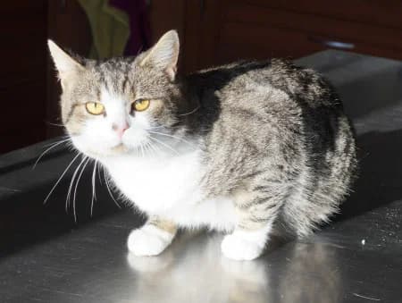 Charlie, male Mixed Breed for adoption at OZ Veselá labka, 947 03 Hurbanovo