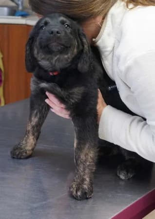 Cola,  Mixed Breed for adoption at OZ Veselá labka, 947 03 Hurbanovo