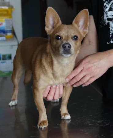Dadka, female puppy Mixed Breed for adoption at OZ Veselá labka, Hurbanovo