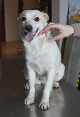 Elody, female Mixed Breed for adoption at OZ Veselá labka, 947 03 Hurbanovo