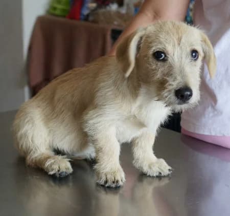 Fanta,  puppy Mixed Breed for adoption at OZ Veselá labka, Hurbanovo