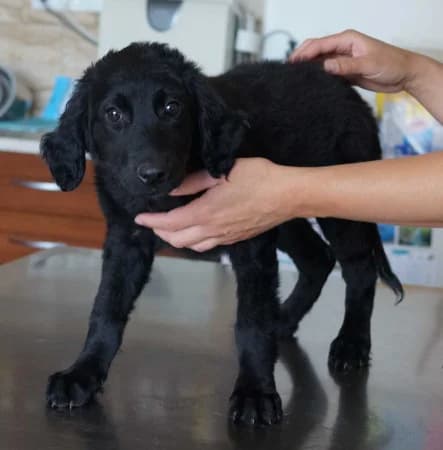 Fatima - rezervovaná (AT),  puppy Mixed Breed for adoption at OZ Veselá labka, Hurbanovo