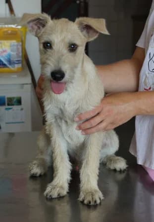 Floki,  puppy Mixed Breed for adoption at OZ Veselá labka, Hurbanovo