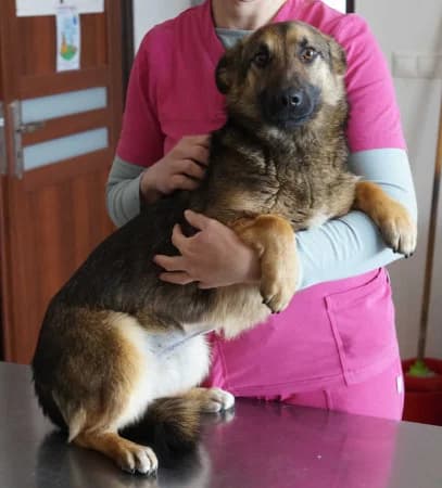 Gaga, female young Mixed Breed for adoption at OZ Veselá labka, Hurbanovo