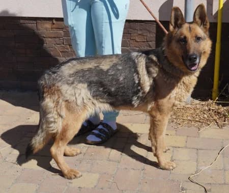 Giselle, female mixed breed for adoption at OZ Veselá labka, 947 03 Hurbanovo