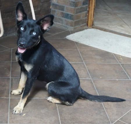 Hanna, female Mixed Breed for adoption at OZ Veselá labka, Hurbanovo