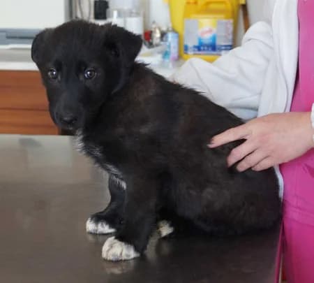 Haru,  Mixed Breed for adoption at OZ Veselá labka, 947 03 Hurbanovo