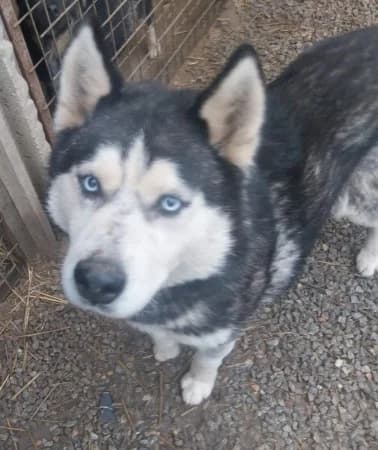 Hatchiko, male senior Husky for adoption at OZ Veselá labka, Hurbanovo