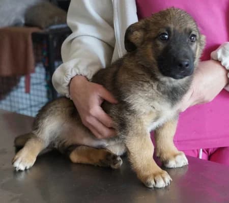 Hikari - rezervovaný (TD),  young Mixed Breed for adoption at OZ Veselá labka, Hurbanovo