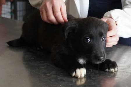 Hiro,  Mixed Breed for adoption at OZ Veselá labka, 947 03 Hurbanovo