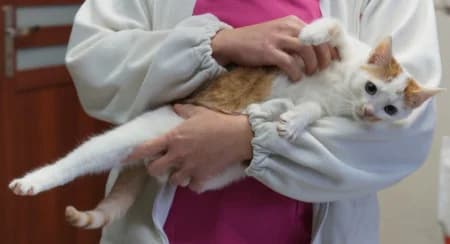 Hirohito, male Mixed Breed for adoption at OZ Veselá labka, 947 03 Hurbanovo