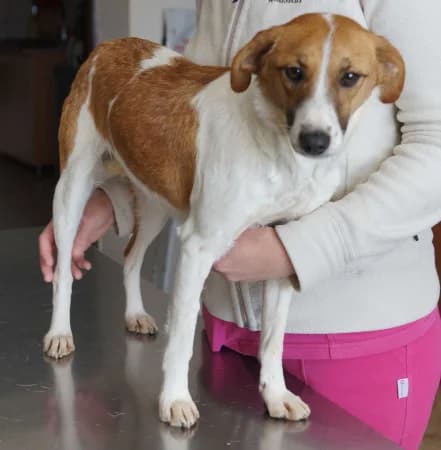 Jessica, female young Mixed Breed for adoption at OZ Veselá labka, Hurbanovo