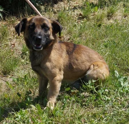 Johnny, male 3yo Mixed Breed for adoption at OZ Veselá labka, Hurbanovo