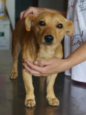 Joshua, male young Mixed Breed for adoption at OZ Veselá labka, Hurbanovo