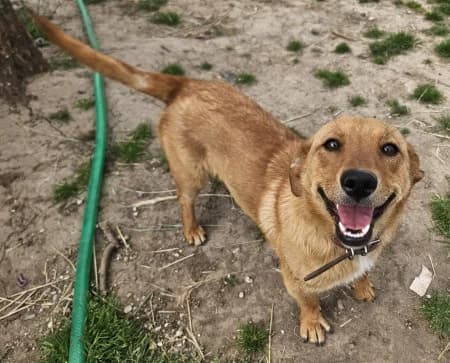 Judy, female young Mixed Breed for adoption at OZ Veselá labka, Hurbanovo