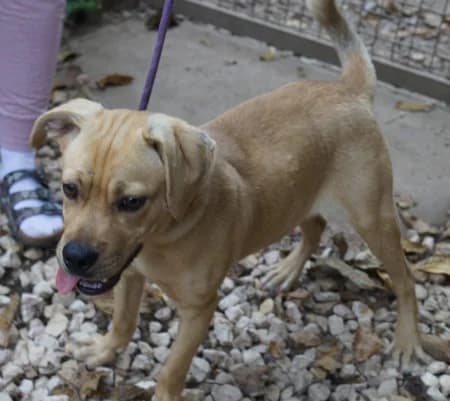 Lerry(male), male Mixed Breed for adoption at OZ Veselá labka, 947 03 Hurbanovo