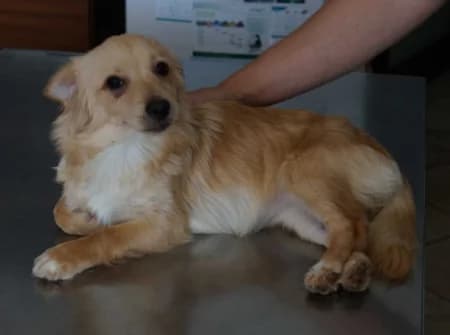 Linda,  puppy Mixed Breed for adoption at OZ Veselá labka, Hurbanovo
